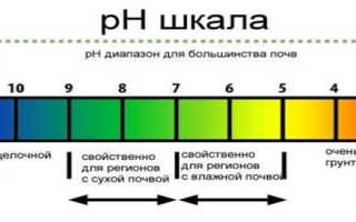 Как подкислить почву под гортензией